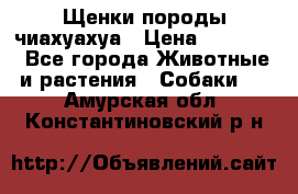 Щенки породы чиахуахуа › Цена ­ 12 000 - Все города Животные и растения » Собаки   . Амурская обл.,Константиновский р-н